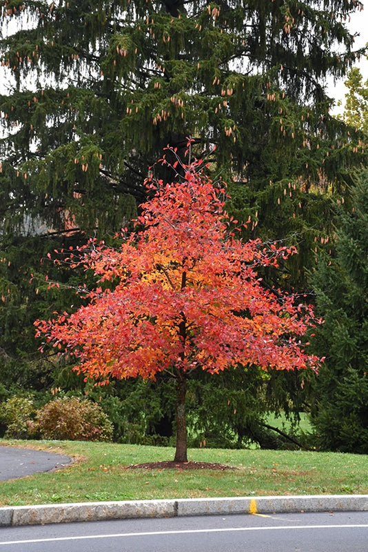 Black gum (Nyssa sylvatica)