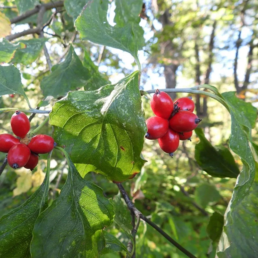 Flowering dogwood (cornus florida)