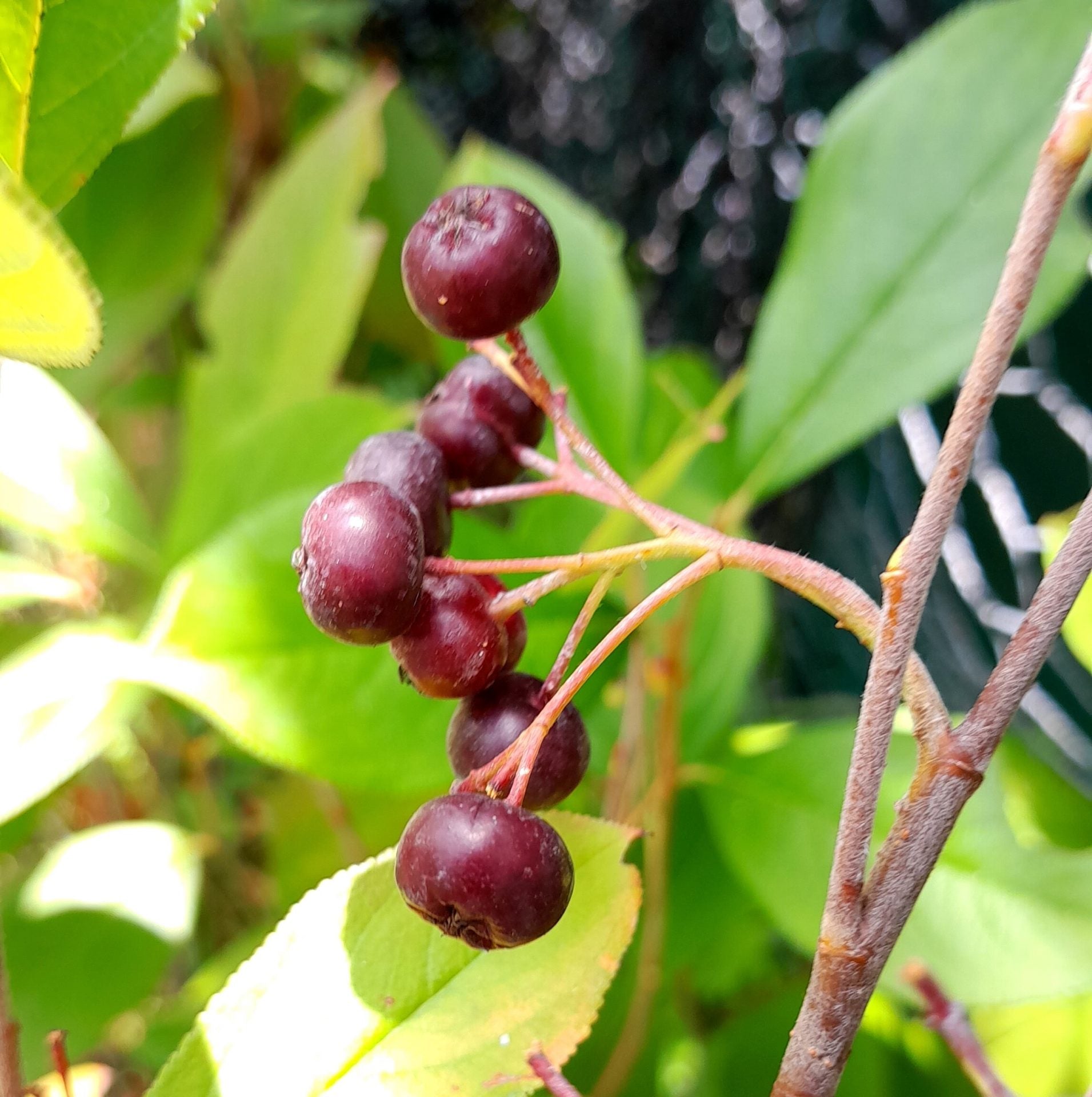 Purple chokeberry (Aronia x prunifolia)