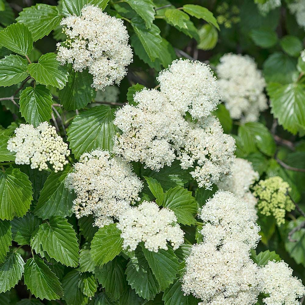 Arrowwood viburnum (virburnum dentatum)