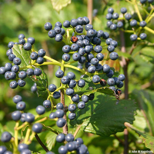 Arrowwood viburnum (virburnum dentatum)