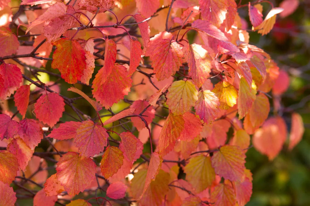 Arrowwood viburnum (virburnum dentatum)