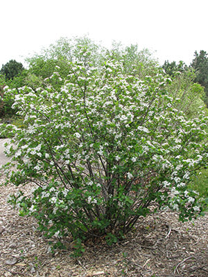 Black Chokeberry (Aronia melanocarpa)