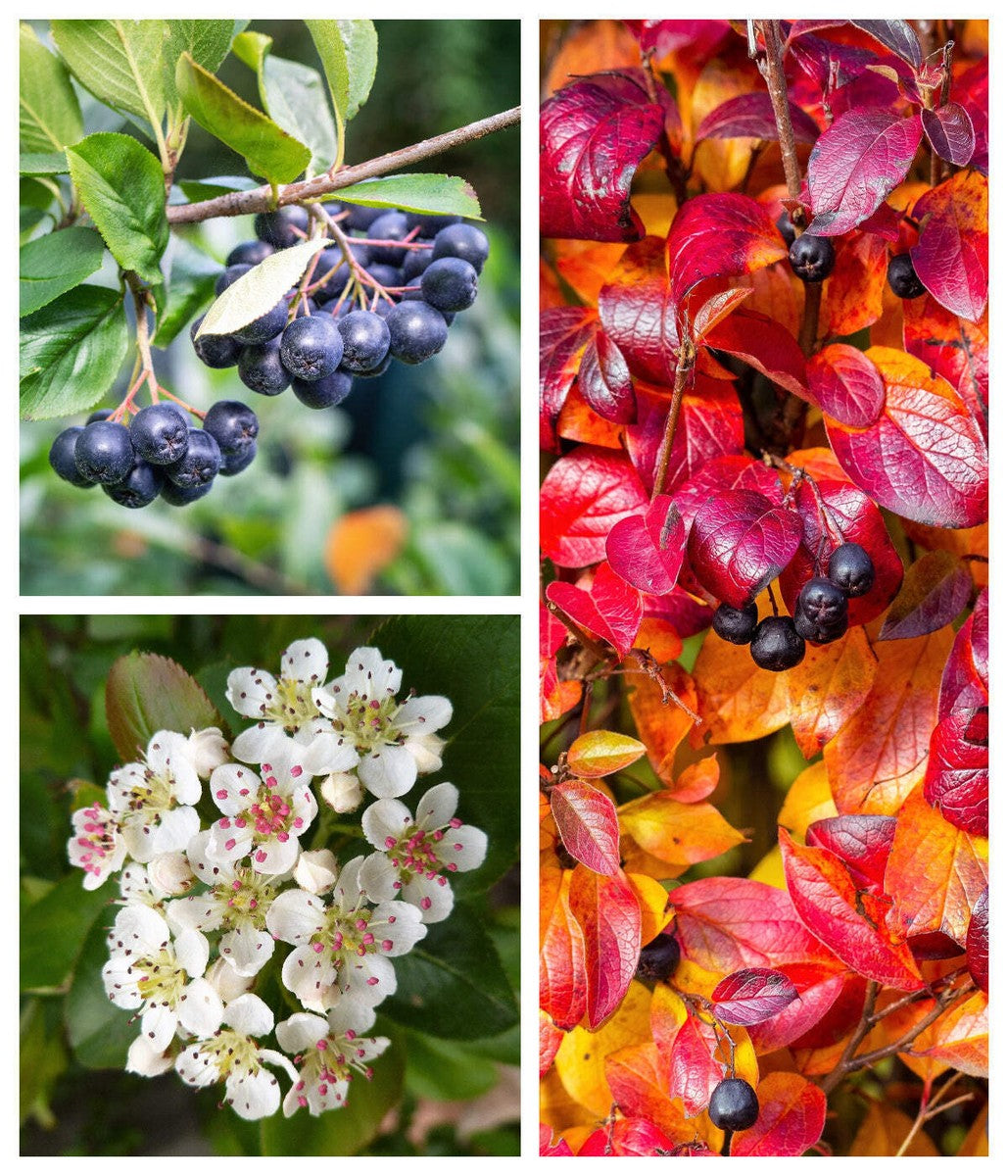 Black Chokeberry (Aronia melanocarpa)