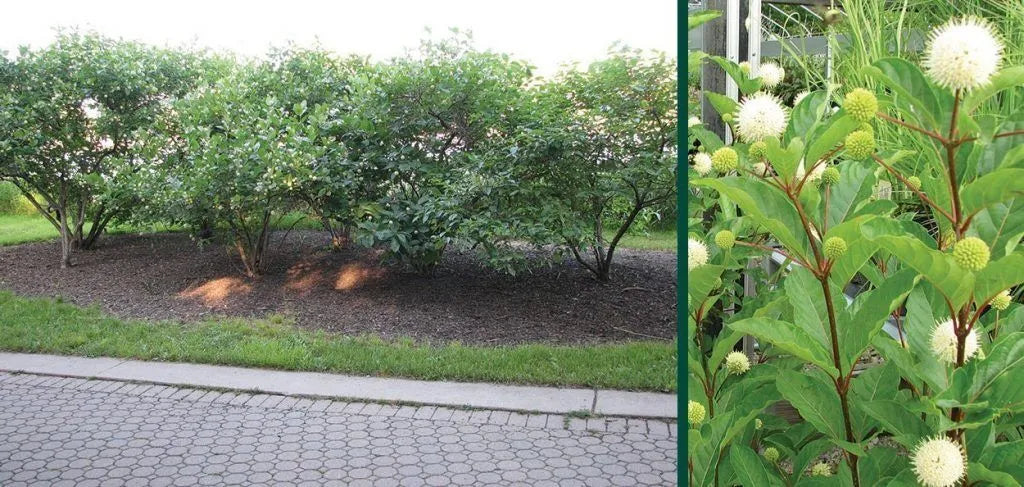 Button Bush (Cephalanthus occidentalis)