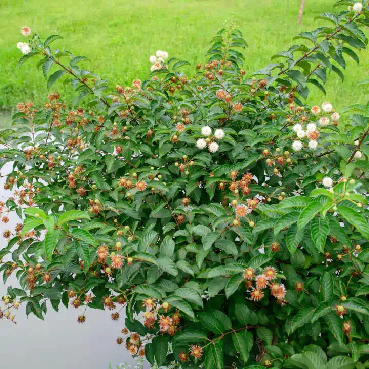 Button Bush (Cephalanthus occidentalis)