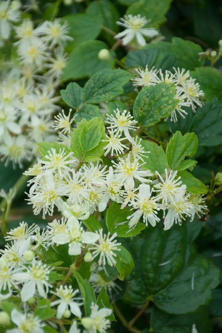 Clematis (virginiana)