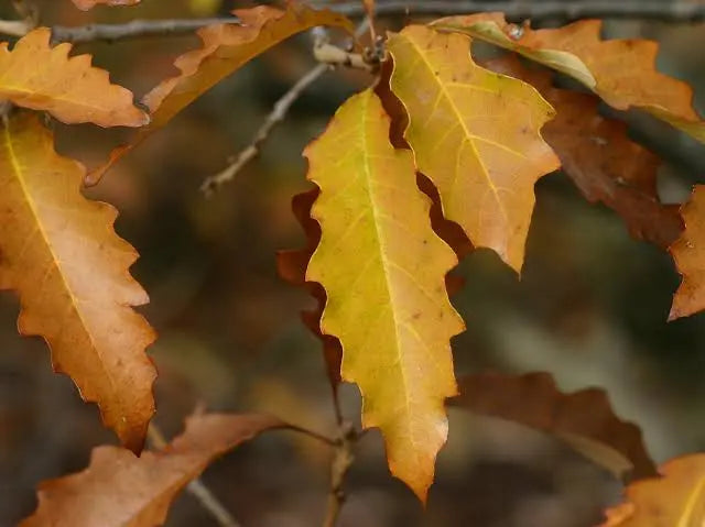 Dwarf chinquapin (quercus prinoides)
