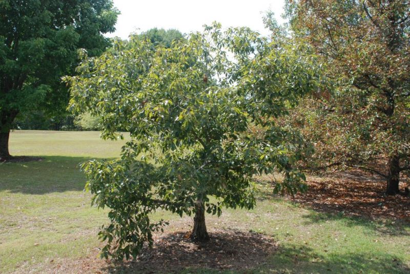 Dwarf chinquapin (quercus prinoides)