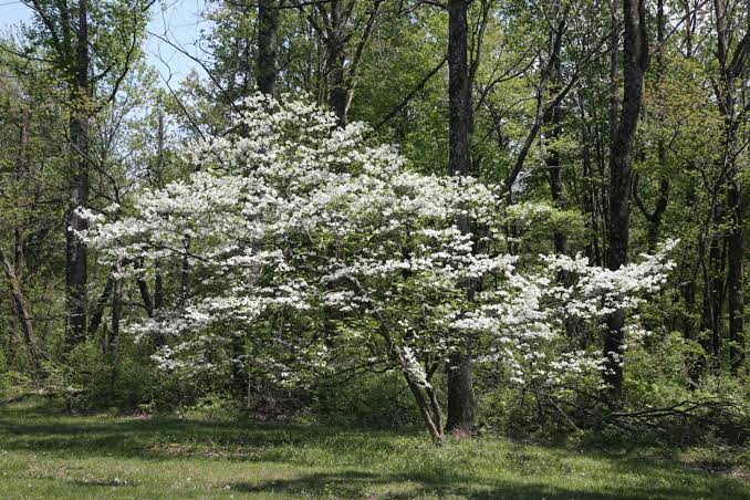 Flowering dogwood (cornus florida)