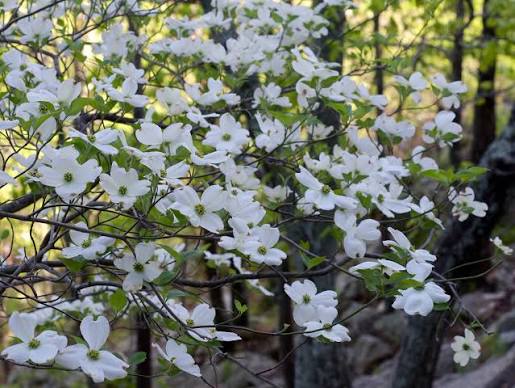 Flowering dogwood (cornus florida)
