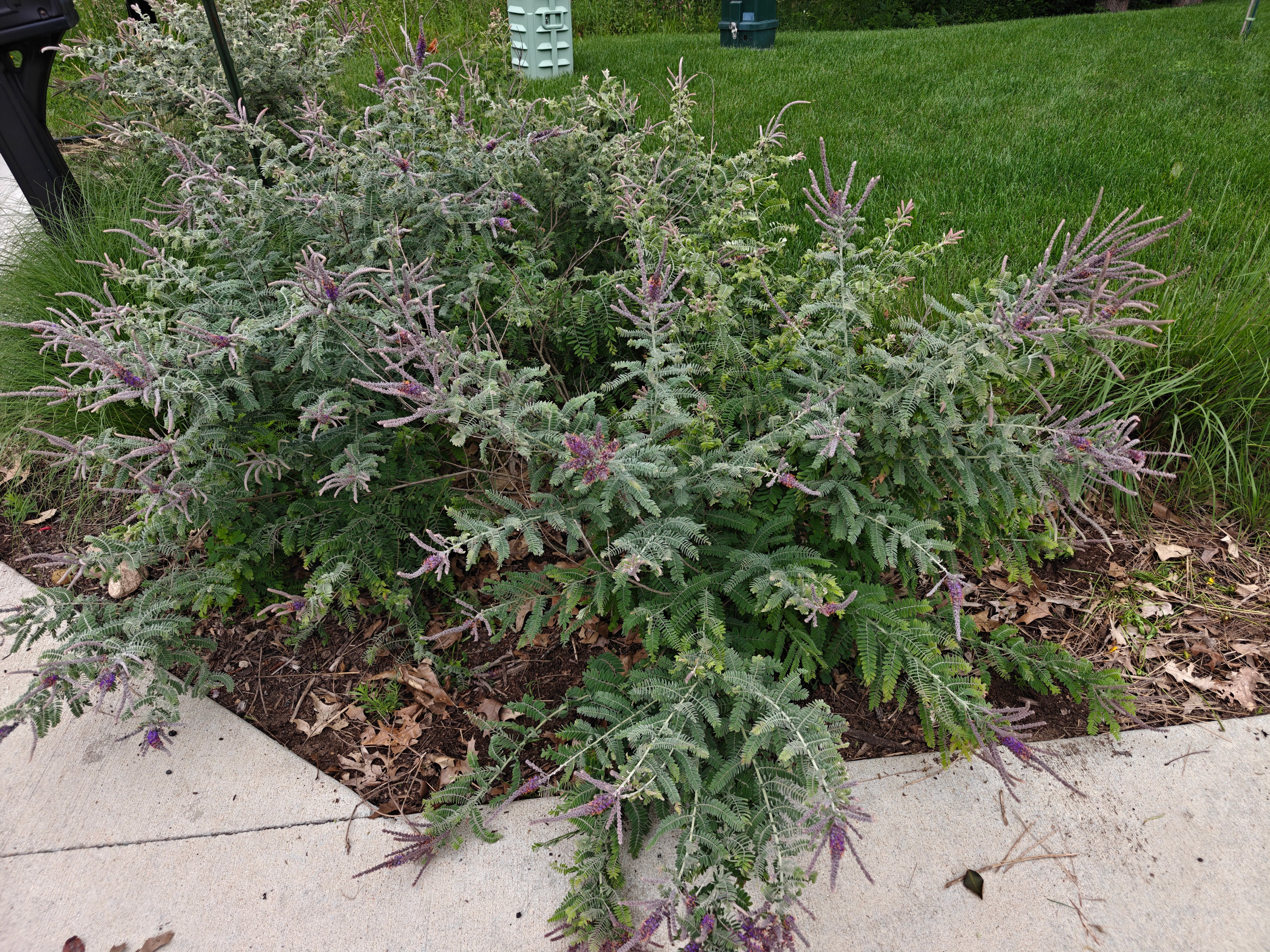 Lead Plant (Amorpha canescens)