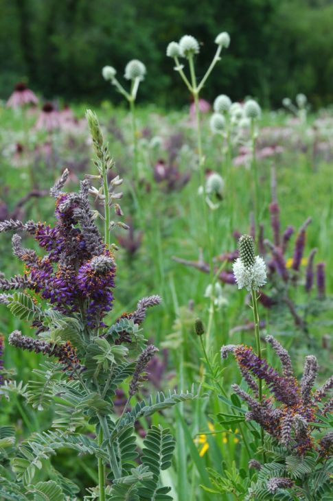 Lead Plant (Amorpha canescens)
