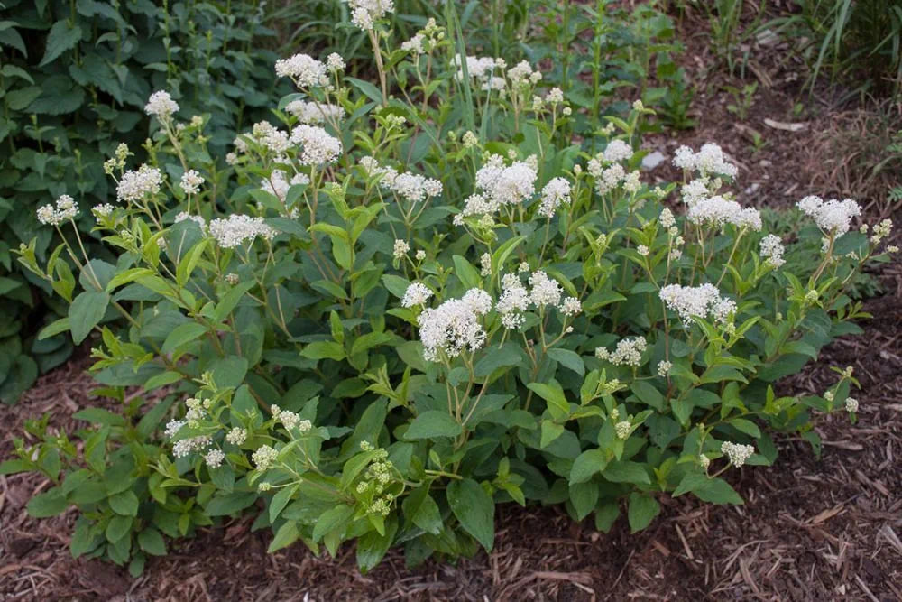 New Jersey Tea (Ceanothus americanus)