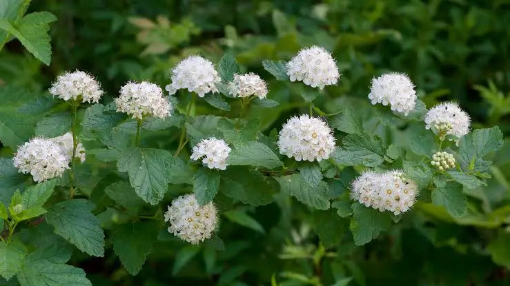 Ninebark (Physocarpus opulifolius)