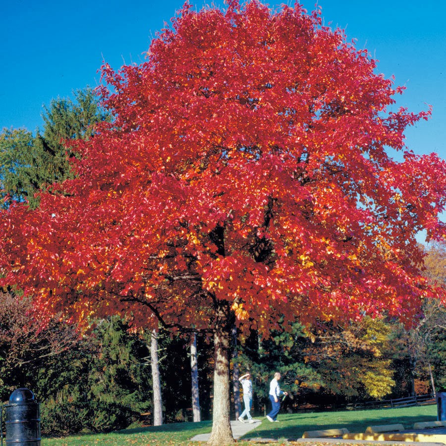 Red Oak (Quercus rubra)