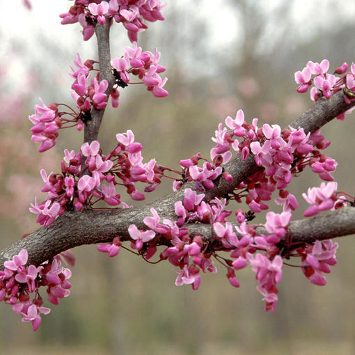 Redbud (Cercis canadensis)