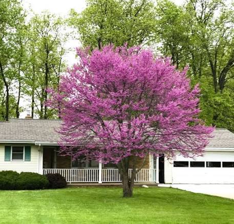 Redbud (Cercis canadensis)
