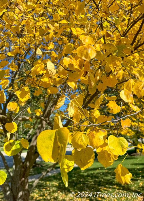 Redbud (Cercis canadensis)