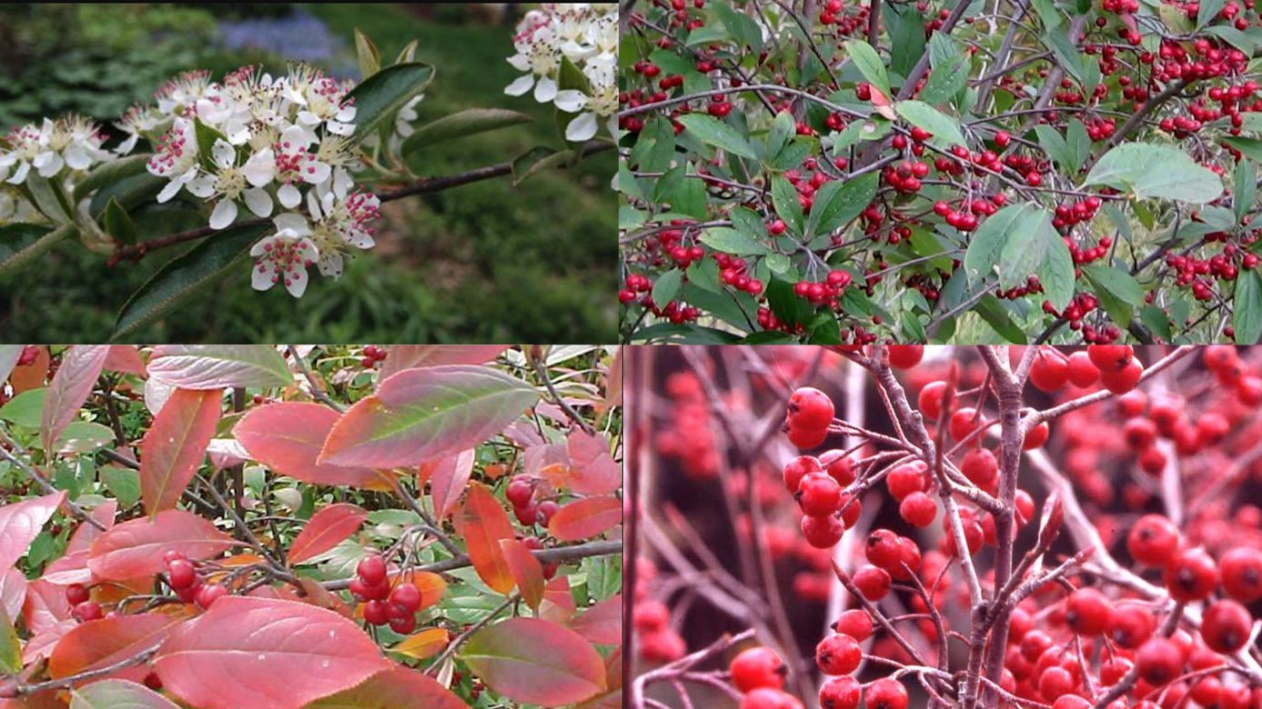 Red chokeberry (Aronia arbutifolia)