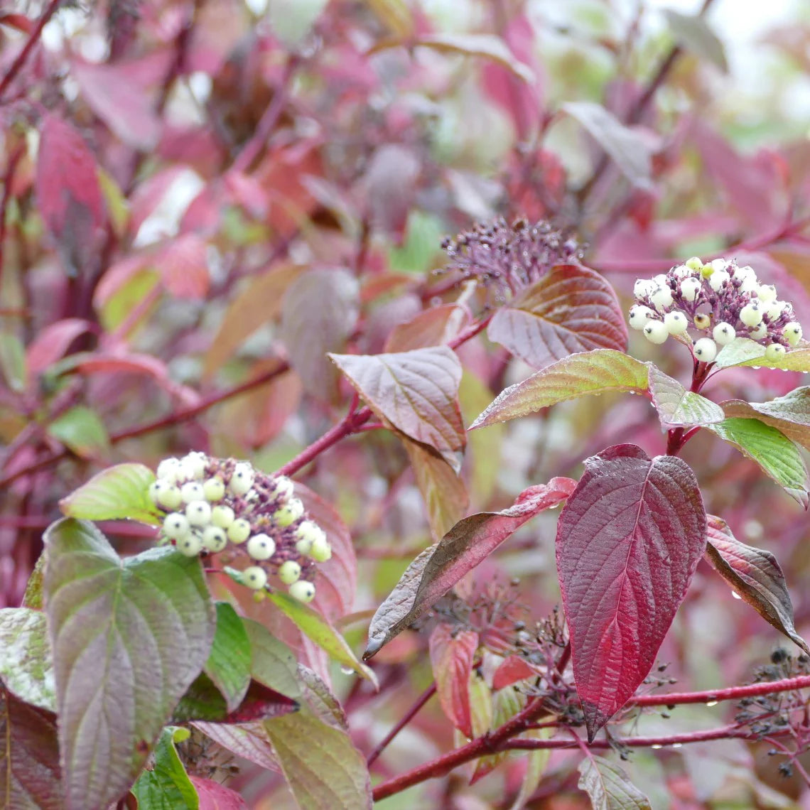 Red Osier Dogwood (Cornus sericea)