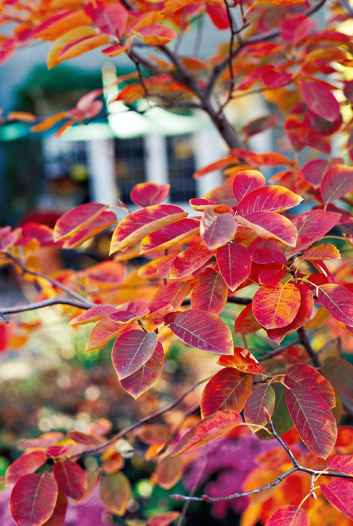 Serviceberry