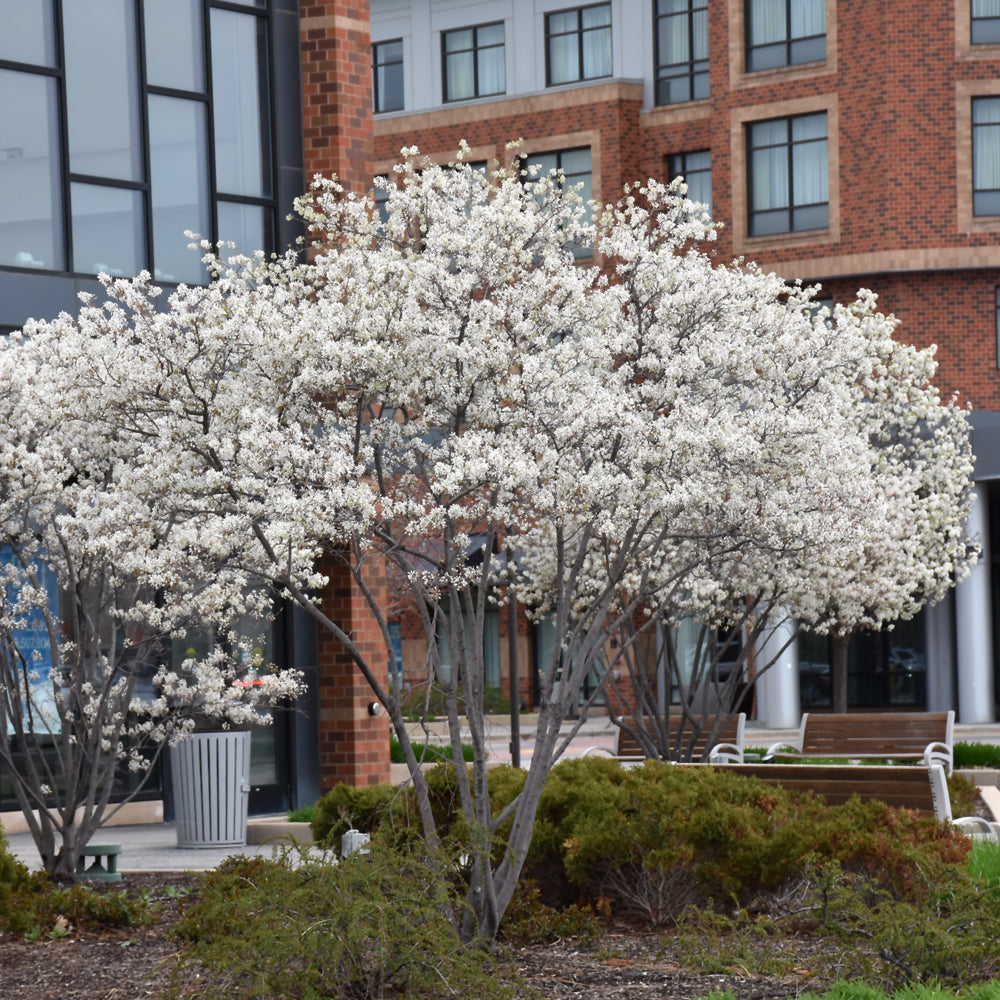 Serviceberry