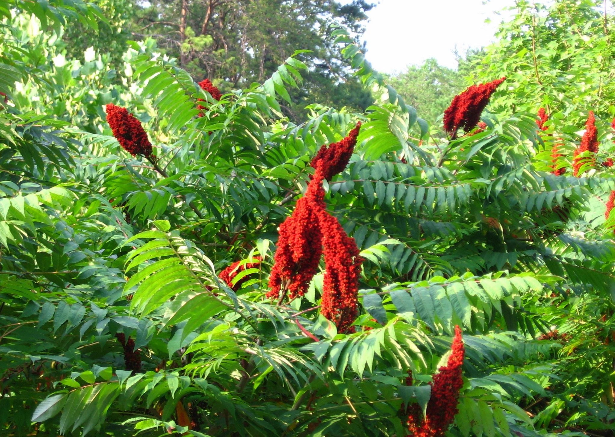 Smooth sumac (rhus glabra)