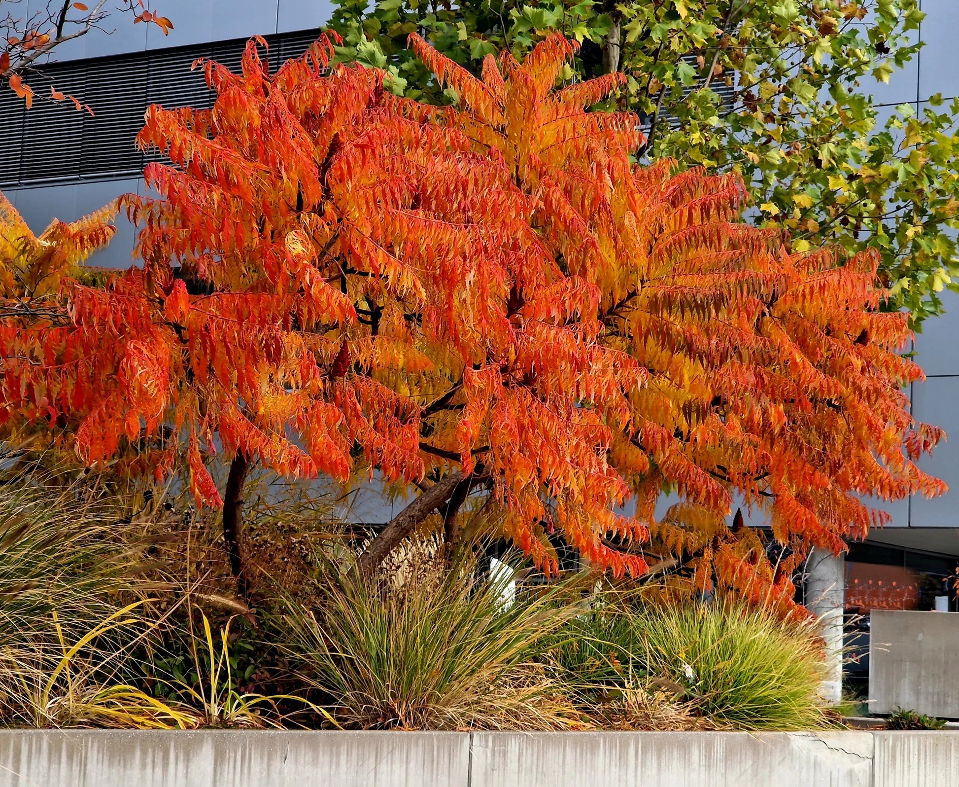 Smooth sumac (rhus glabra)