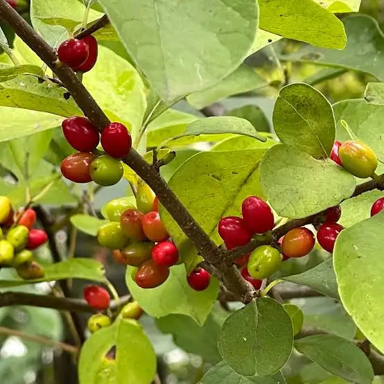 Spicebush (Lindera benzoin)
