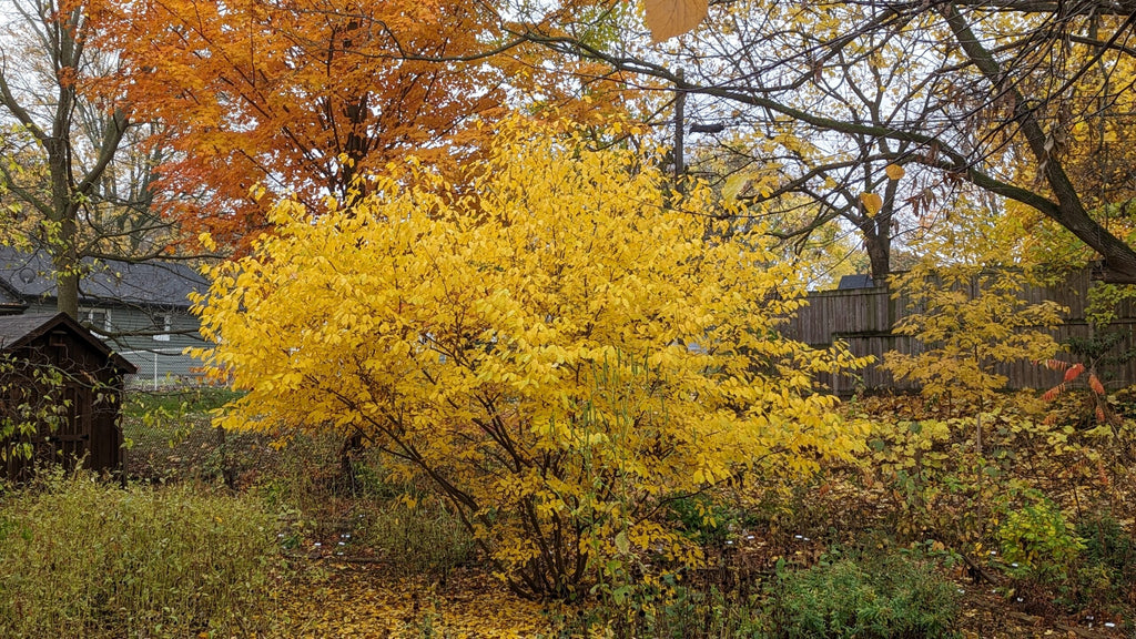 Spicebush (Lindera benzoin)