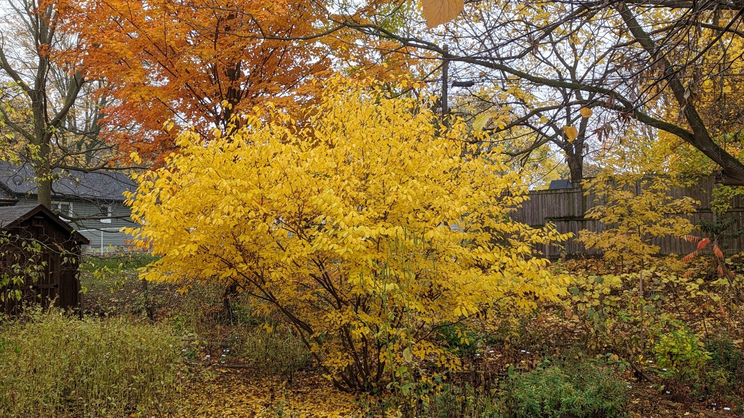Spicebush (Lindera benzoin)